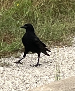 Seasoned Crow